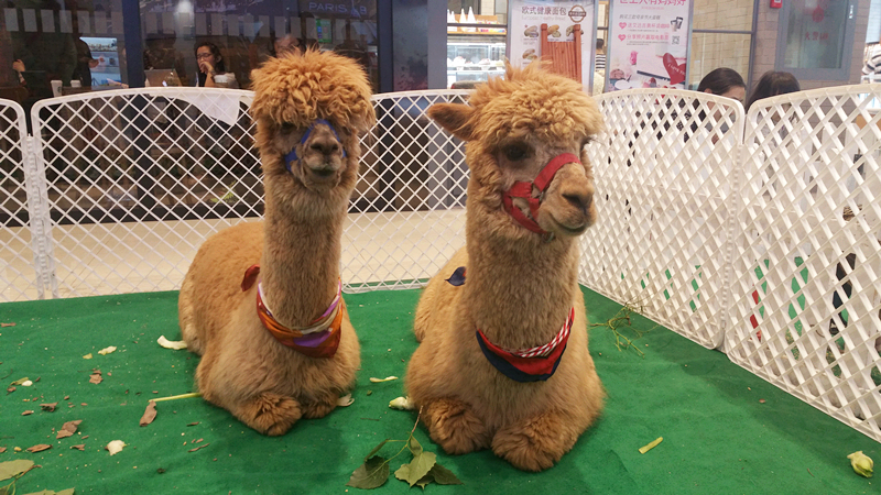 首页| 耀彩网官方网站入口