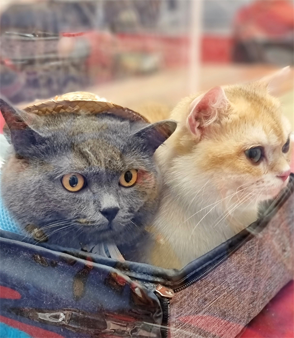 首页| 耀彩网官方网站入口