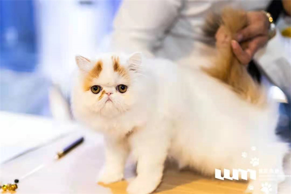 首页| 耀彩网官方网站入口