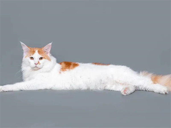 首页| 耀彩网官方网站入口