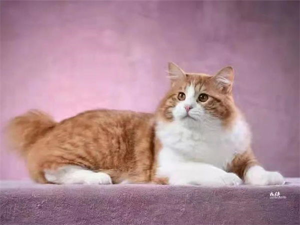 首页| 耀彩网官方网站入口