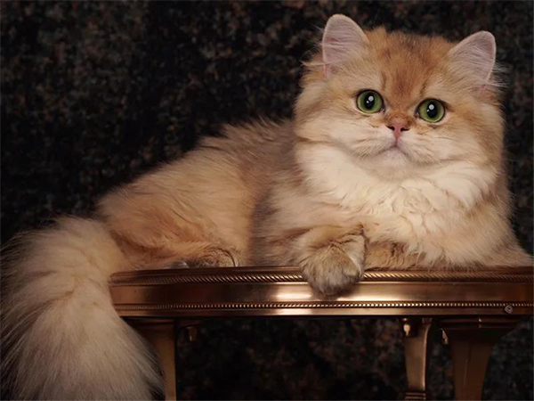 首页| 耀彩网官方网站入口