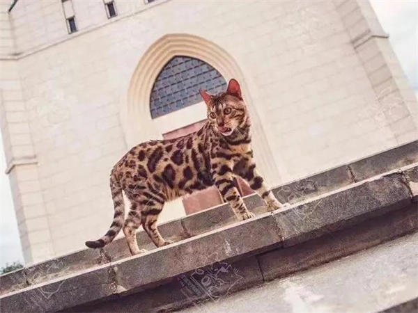 首页| 耀彩网官方网站入口