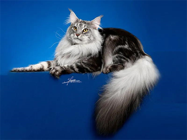 首页| 耀彩网官方网站入口