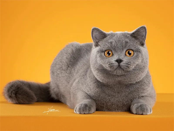 首页| 耀彩网官方网站入口