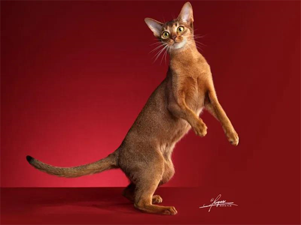 首页| 耀彩网官方网站入口