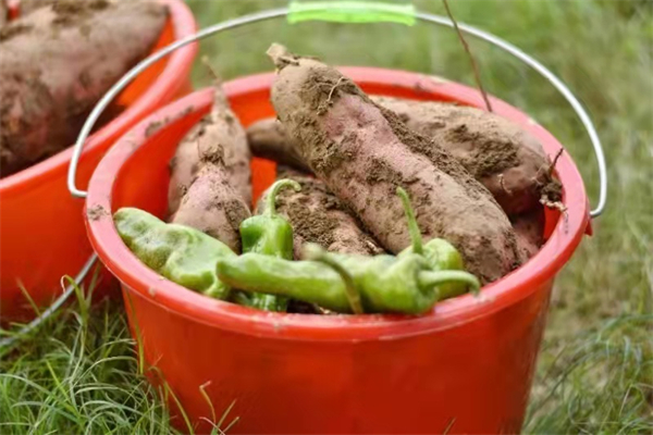 首页| 耀彩网官方网站入口